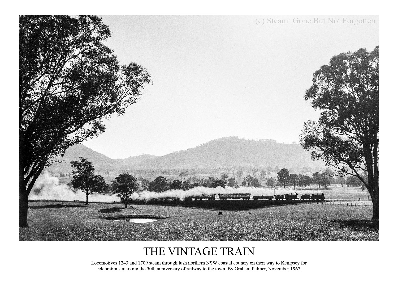 The Vintage Train: 1243 and 1709 near Kempsey, NSW, November 1967 — white border.